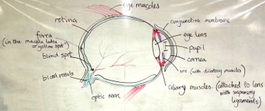 A digram of the eye.